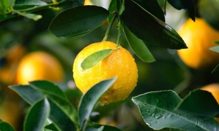 Yuzu – the skincare ingredient that deserves your attention