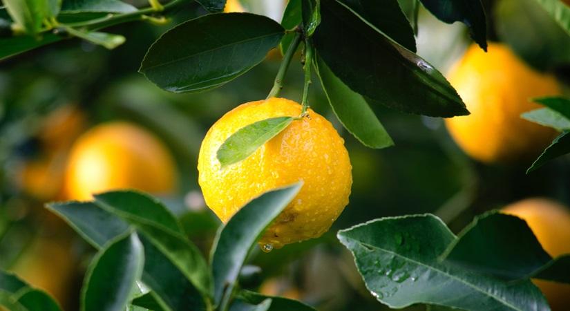 Yuzu – the skincare ingredient that deserves your attention