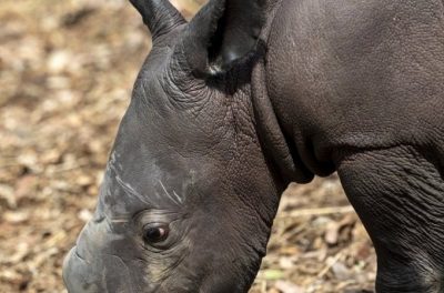 5-day-old white rhino calf dies from internal injuries in Aus zoo