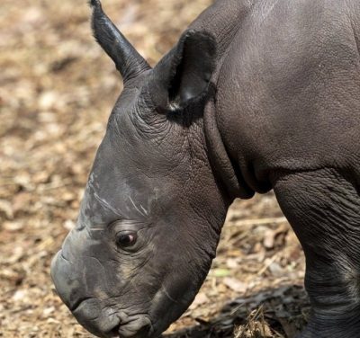 5-day-old white rhino calf dies from internal injuries in Aus zoo