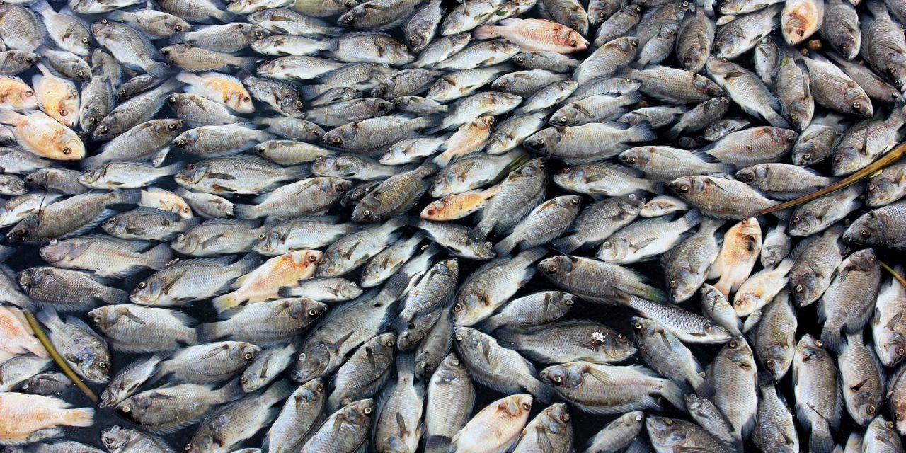 Millions of dead fish wash up near Australian town