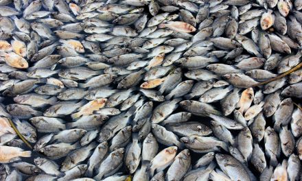 Millions of dead fish wash up near Australian town