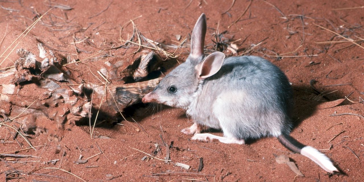 Population of iconic Australian marsupial species doubles in 12 months