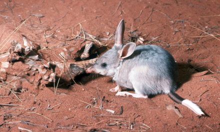 Population of iconic Australian marsupial species doubles in 12 months