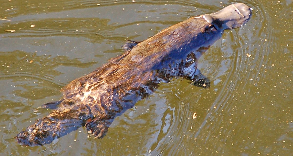 Fishing net ban to protect South Australia’s platypuses