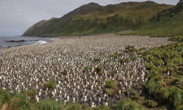 Australia govt decides to triple size of Macquarie Island Marine Park