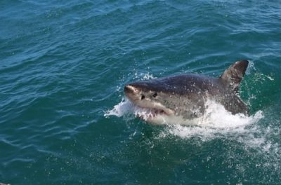 Russian, French sailors rescued off Australian coast after shark attacks
