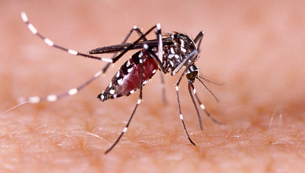 <div>TN’s Madurai district reports 79 dengue cases in Sep</div>